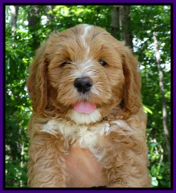 JUlip Talon pups 7 wks old 121
