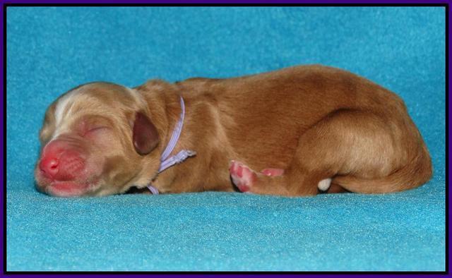 Julip Talon newborn pics 111