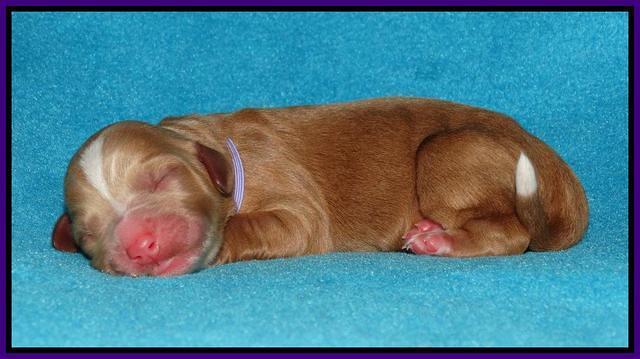 Julip Talon newborn pics 121