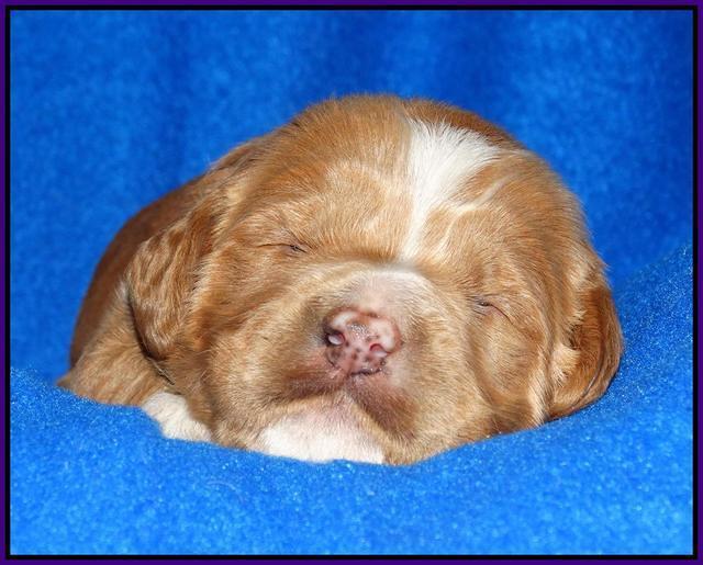 Julip Talon pups 2 wks old 111