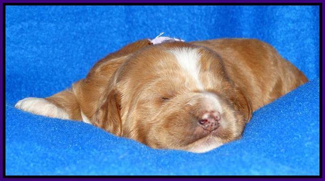 Julip Talon pups 2 wks old 121