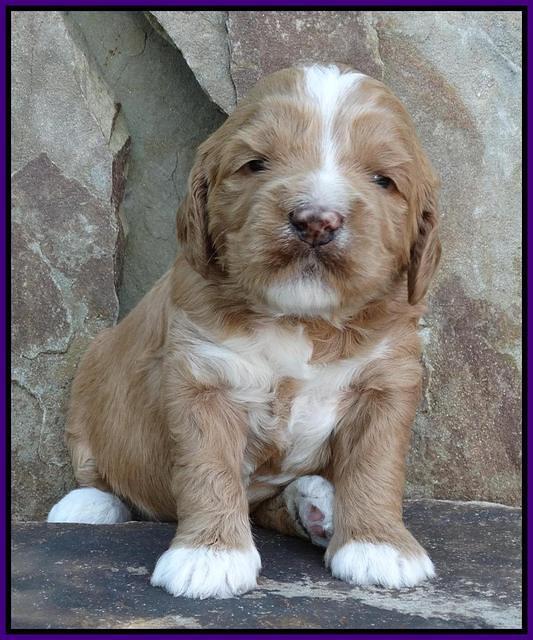 Julip Talon pups 3 wks old 131