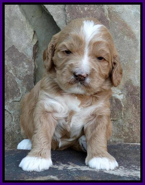 Julip Talon pups 3 wks old 151