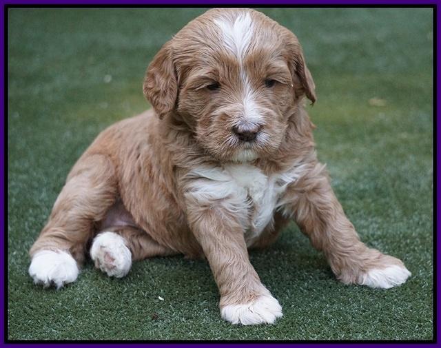 Julip Talon pups 4 wks old 241