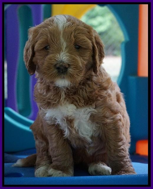 Julip Talon pups 5 wks old 231
