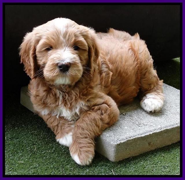 Julip Talon pups 6 wks old 491