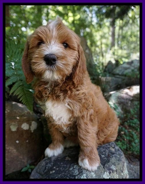 Julip Talon pups 8 wks old 151