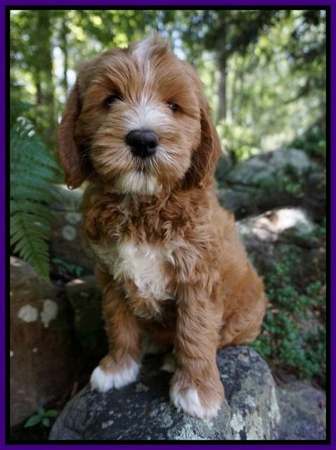 Julip Talon pups 8 wks old 161