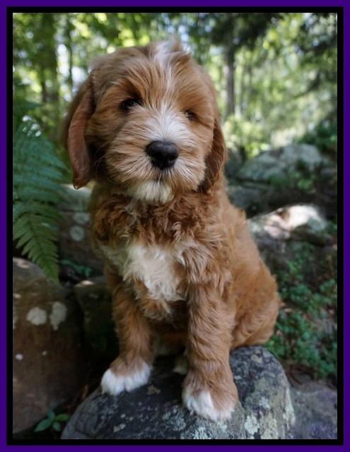 Julip Talon pups 8 wks old 171