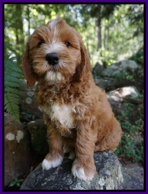 Julip Talon pups 8 wks old 181