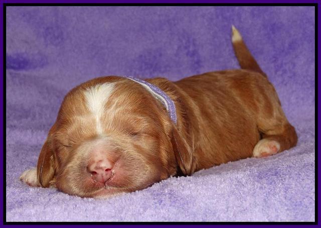 Julip Talong pups 1 wk old 101