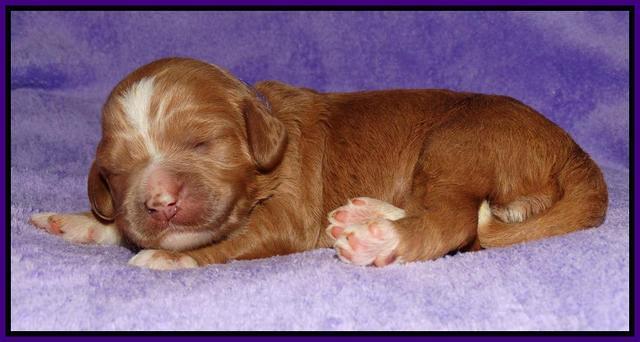 Julip Talong pups 1 wk old 121