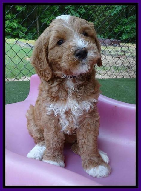 Julip talon pups 6 wks old 24000