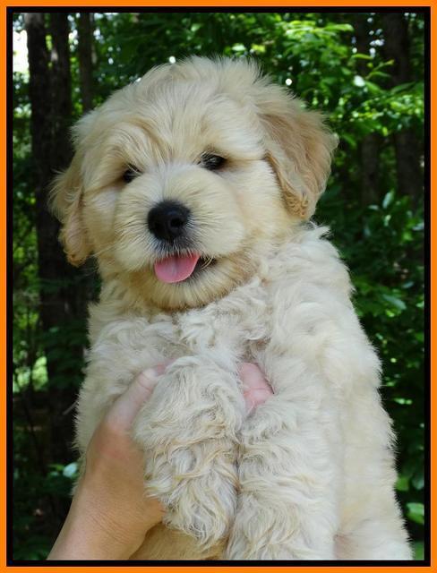 JUlip Talon pups 7 wks old 141