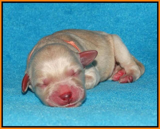 Julip Talon newborn pics 151