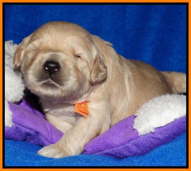Julip Talon pups 2 wks old 141