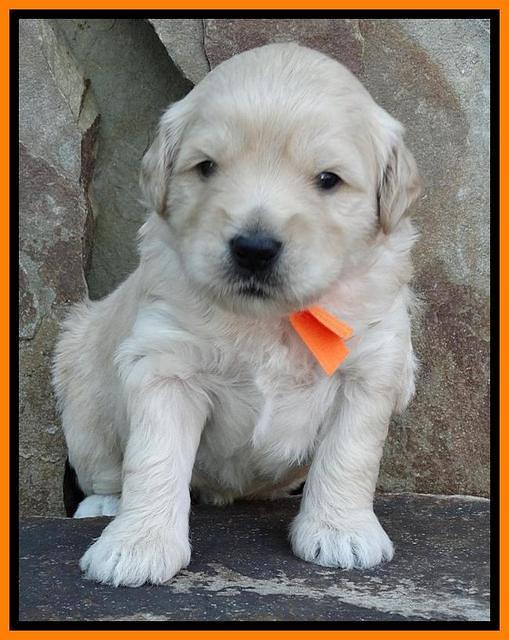 Julip Talon pups 3 wks old 161