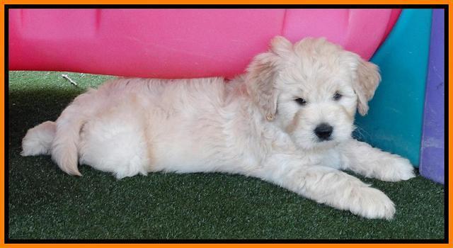 Julip Talon pups 6 wks old 331