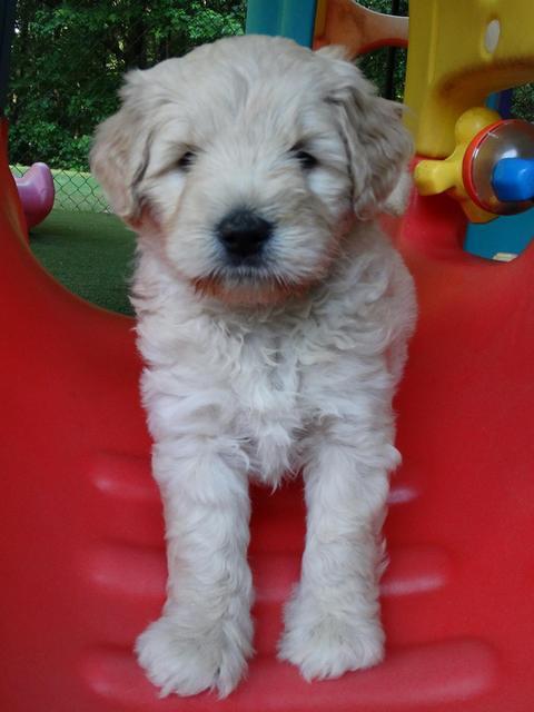 Julip Talon pups 6 wks old 351