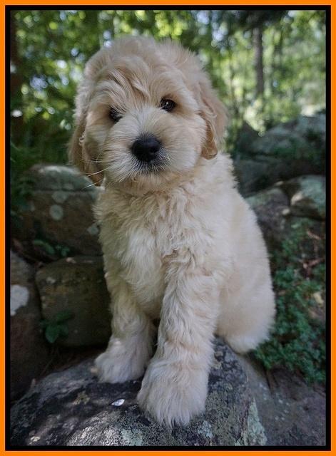 Julip Talon pups 8 wks old 211