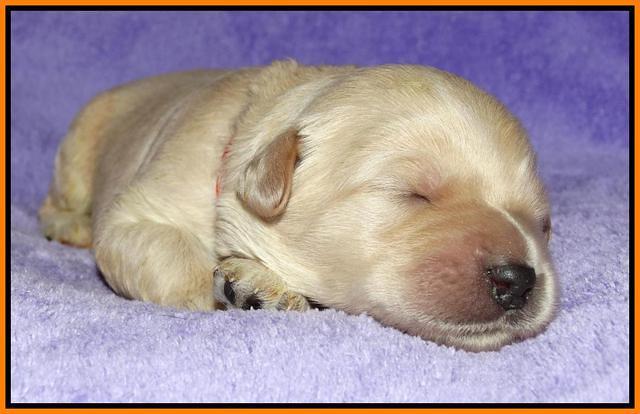 Julip Talong pups 1 wk old 131