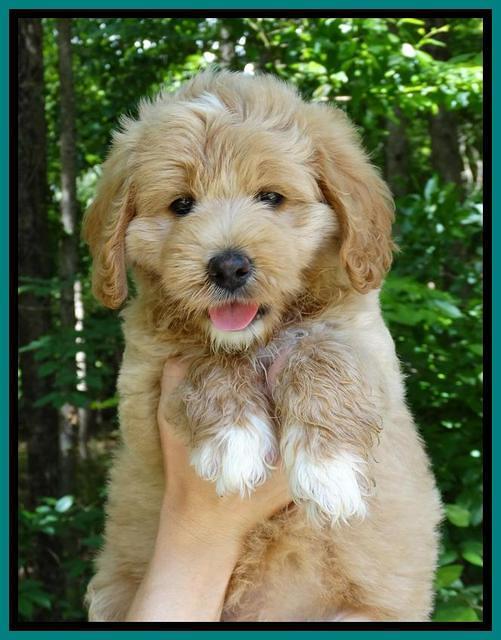 JUlip Talon pups 7 wks old 171