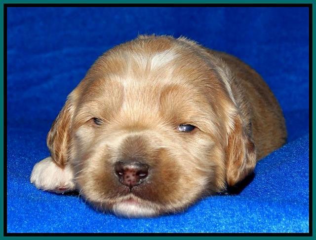 Julip Talon pups 2 wks old 151