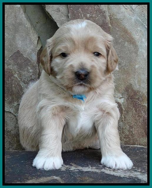 Julip Talon pups 3 wks old 211