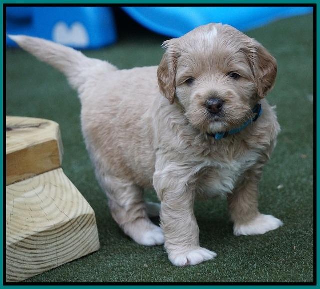 Julip Talon pups 4 wks old 331