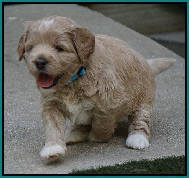 Julip Talon pups 4 wks old 351