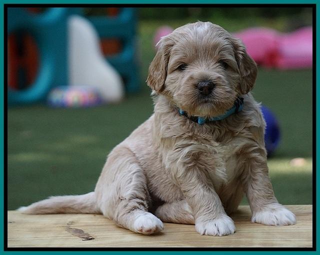 Julip Talon pups 4 wks old 361