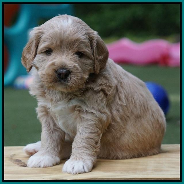 Julip Talon pups 4 wks old 371