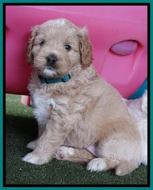 Julip Talon pups 5 wks old 331