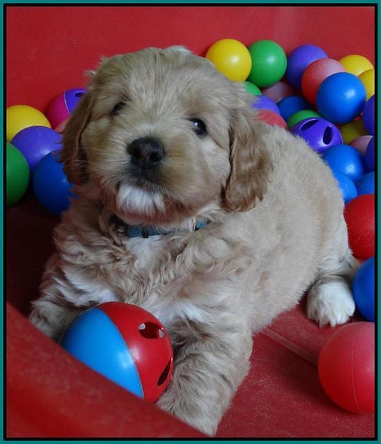 Julip Talon pups 6 wks old 641