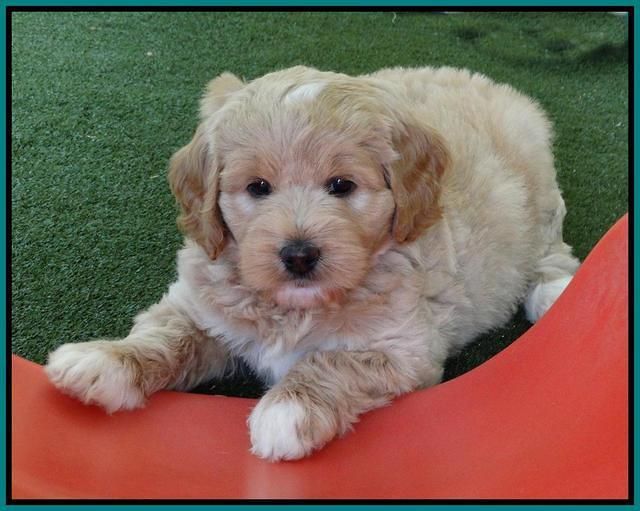 Julip Talon pups 6 wks old 651