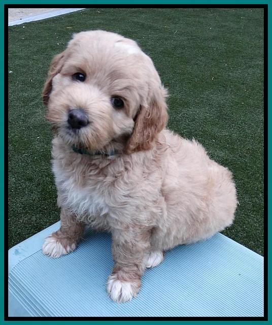 Julip Talon pups 6 wks old 721