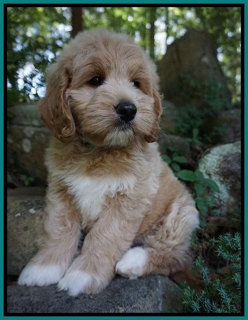 Julip Talon pups 8 wks old 241