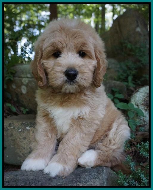 Julip Talon pups 8 wks old 251