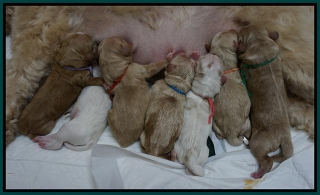 Julip Talon newborn group 21