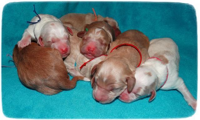 Julip Talon newborn pics 181