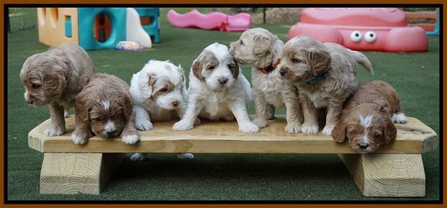Julip Talon pups 4 wks old 391