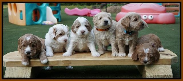 Julip Talon pups 4 wks old 401