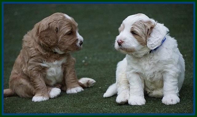 Julip Talon pups 4 wks old 61