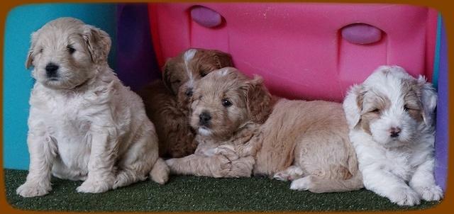 Julip Talon pups 5 wks old 351