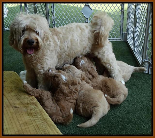 Julip Talon pups 6 wks old 11