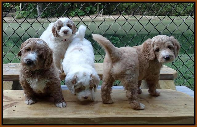 Julip Talon pups 6 wks old 111