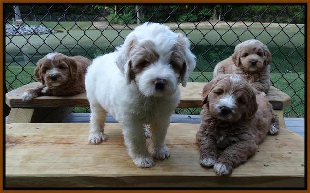 Julip Talon pups 6 wks old 151