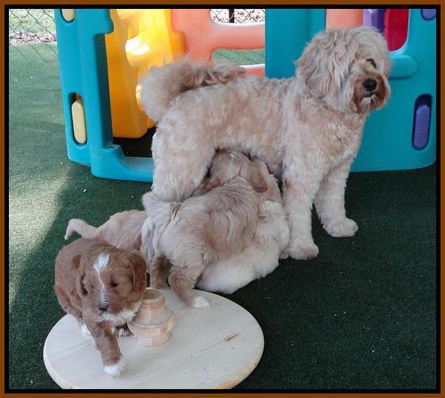 Julip Talon pups 6 wks old 31