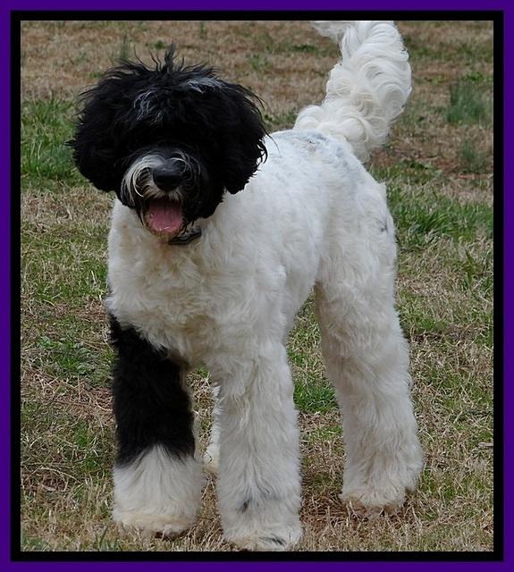 Paris new groom 1 year old