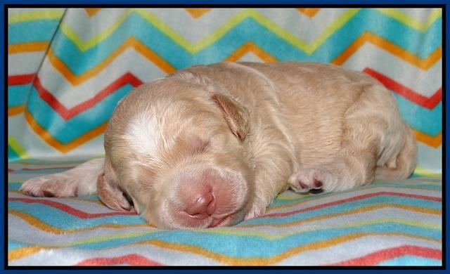 Paris Usher pups 1 wk old 1200